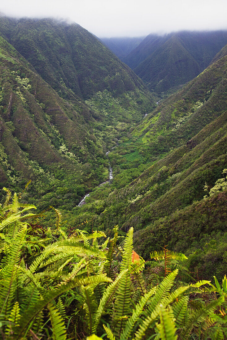Hawaii, Maui, Waihee, A view of Waihee Valley with tall lush cliffs