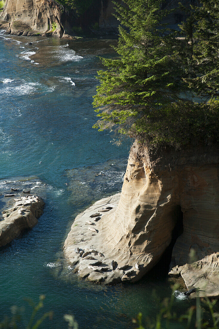 Oregon, Southern Coast, Sea Lions sunning on rock near Newport.