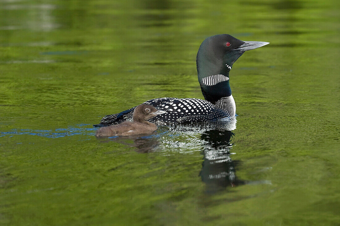 Common Loon And Chick Swimming, Algonquin Park, Ontario, Canada