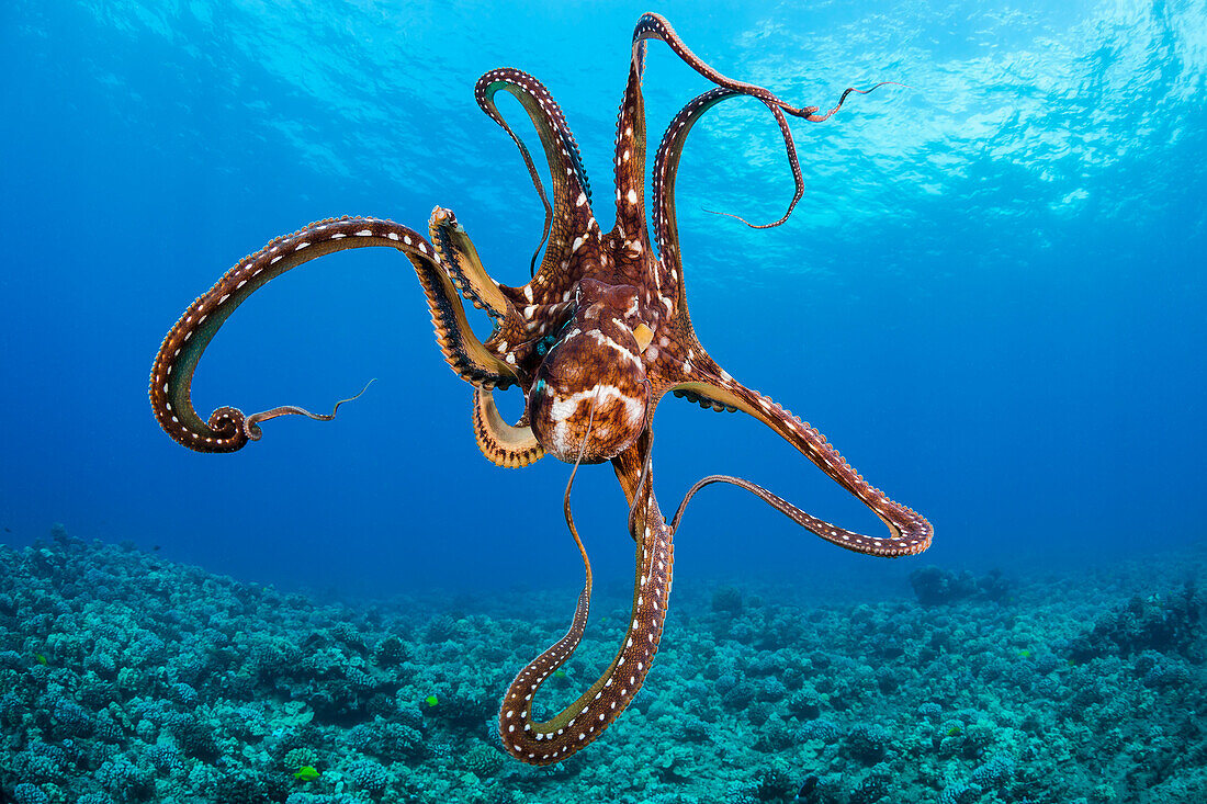 Hawaii, Day Octopus (Octopus cyanea).