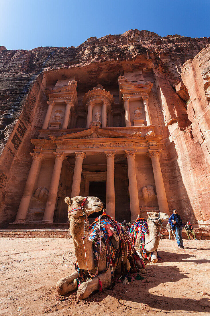 Camel resting in front of Al Khazneh, Petra, Jordan