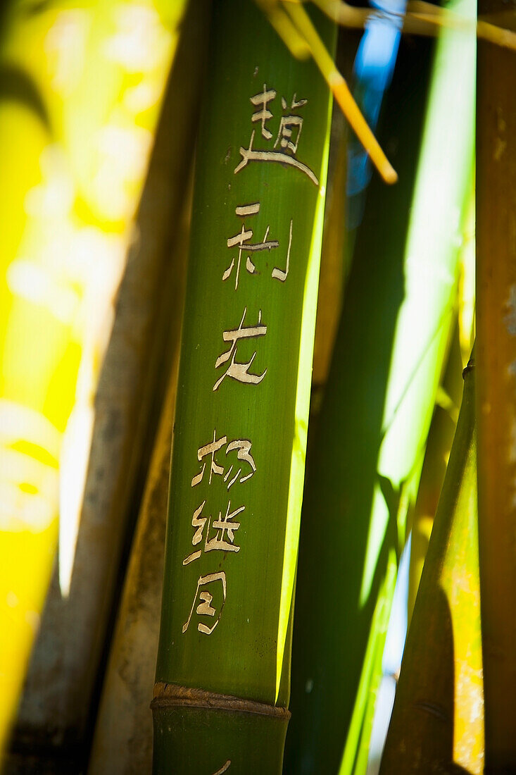 Chinese script carved on bamboo branch, Yunnan, China