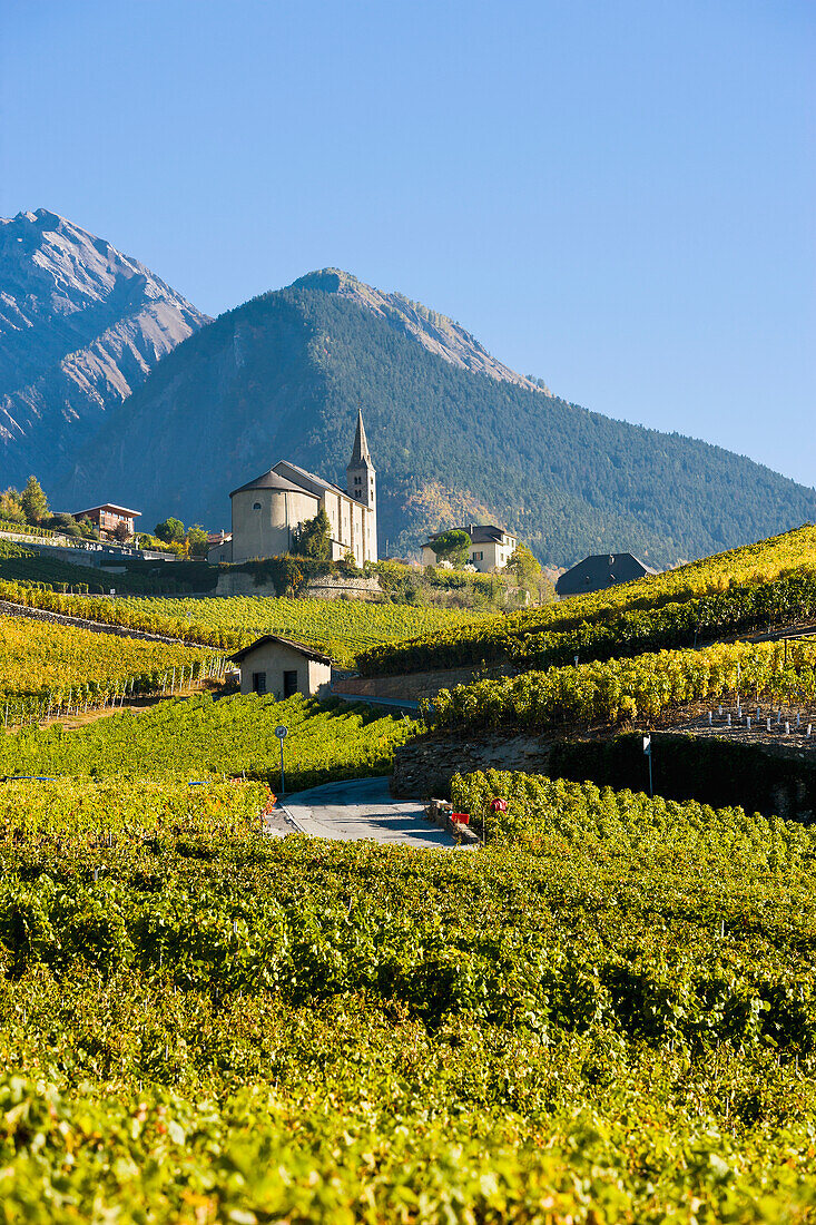 Vineyards, Saint-Severin, Valais, Switzerland