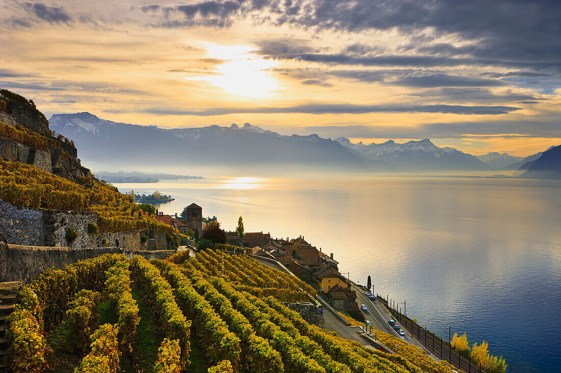 Vineyards, Saint-Saphorin, Lavaux, Switzerland