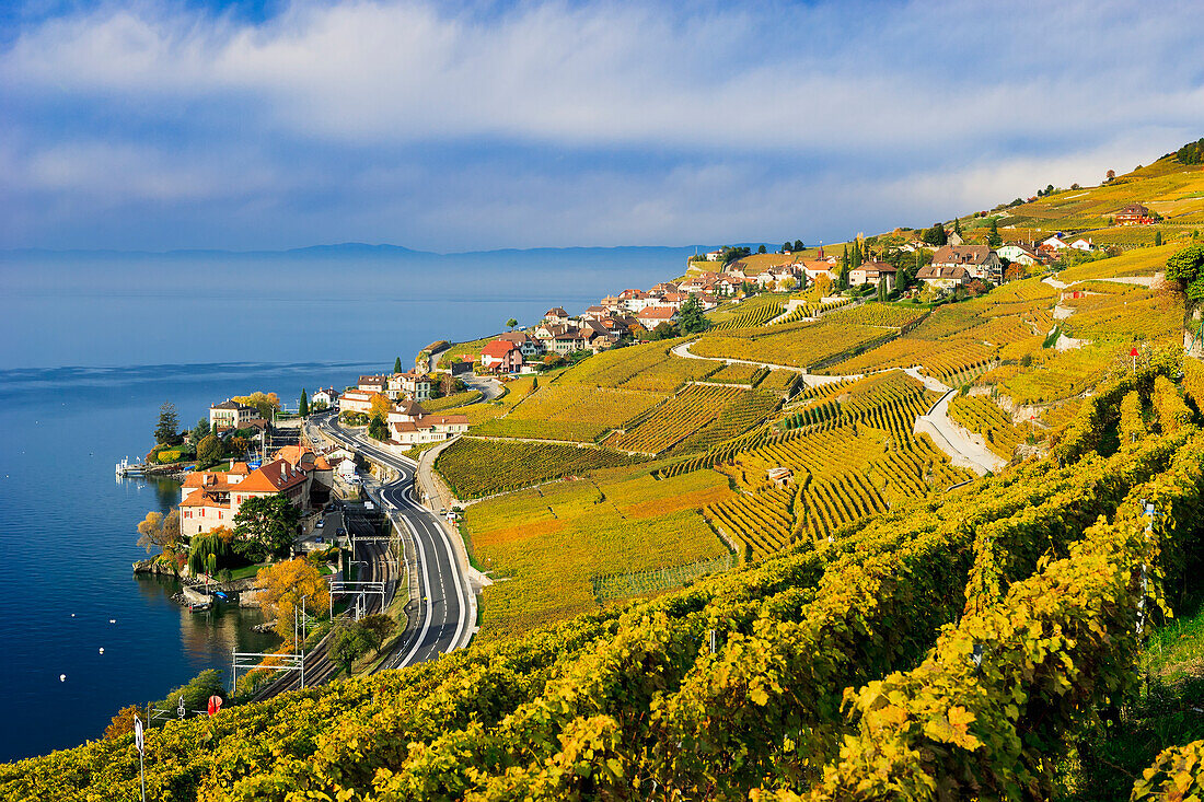 Vineyards, Rivaz, Lavaux, Switzerland