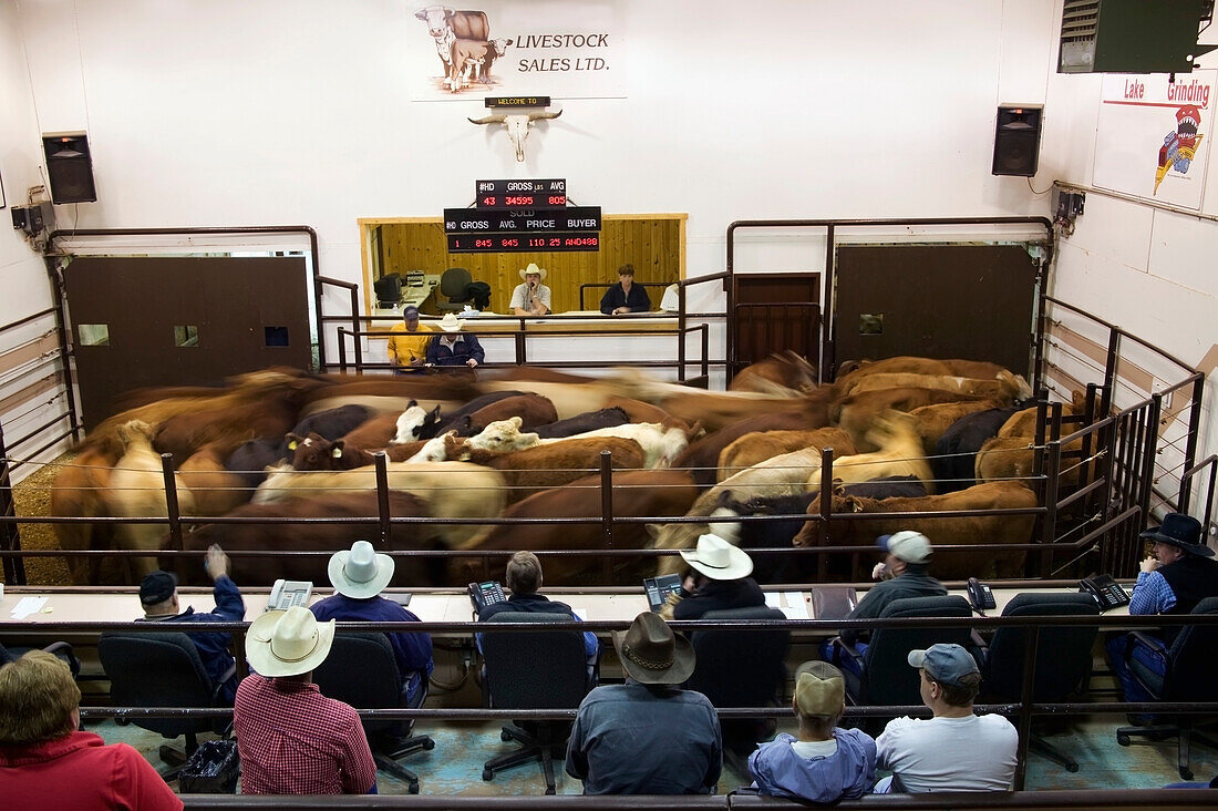 A cattle auction, Saskatoon saskatchewan canada