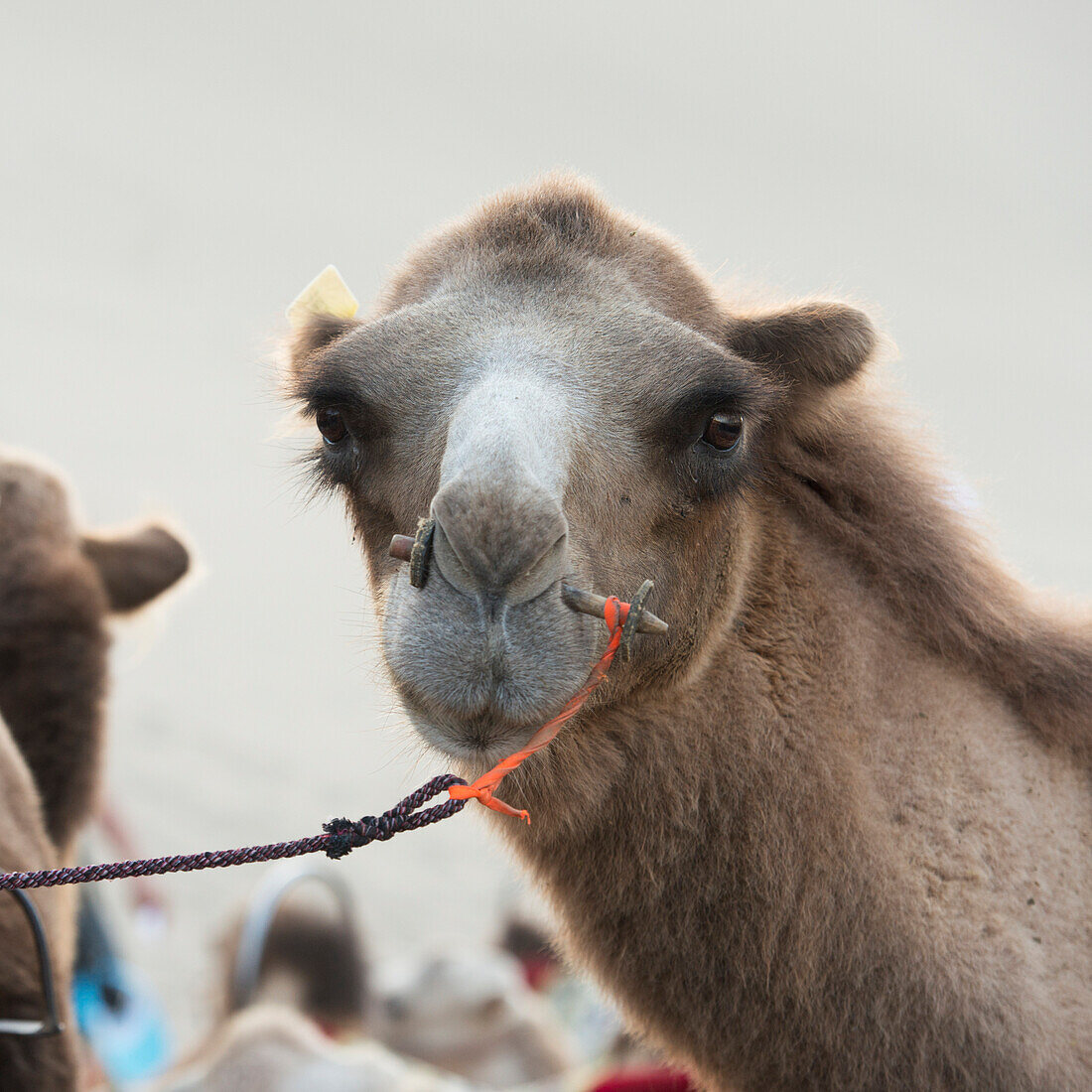 A camel with a peg through it's nose and a rope, Jiuquan, Gansu, China