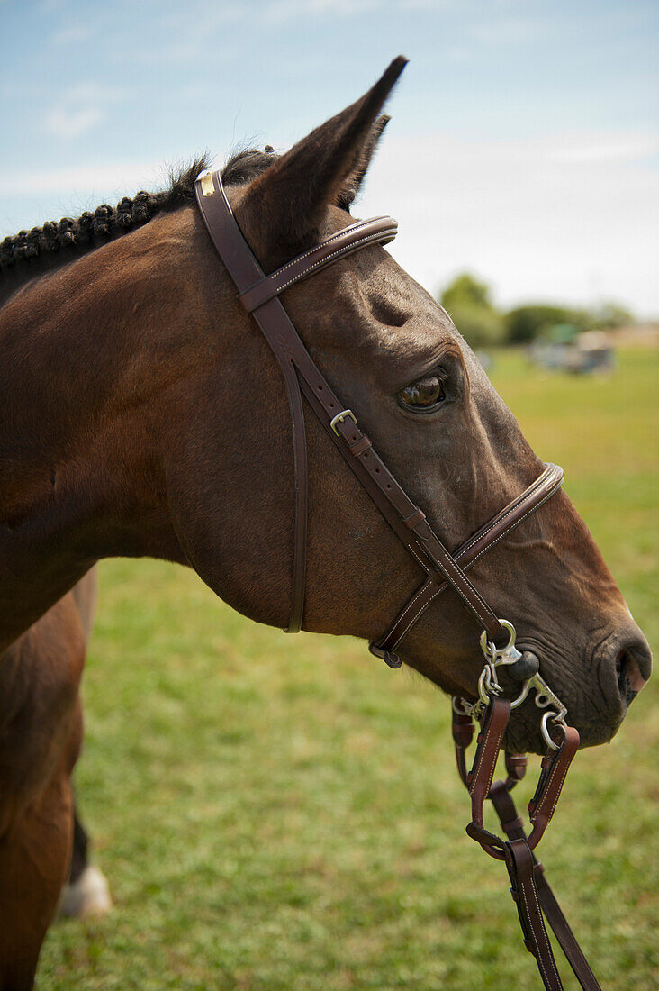 Horse Profile, Close-Up