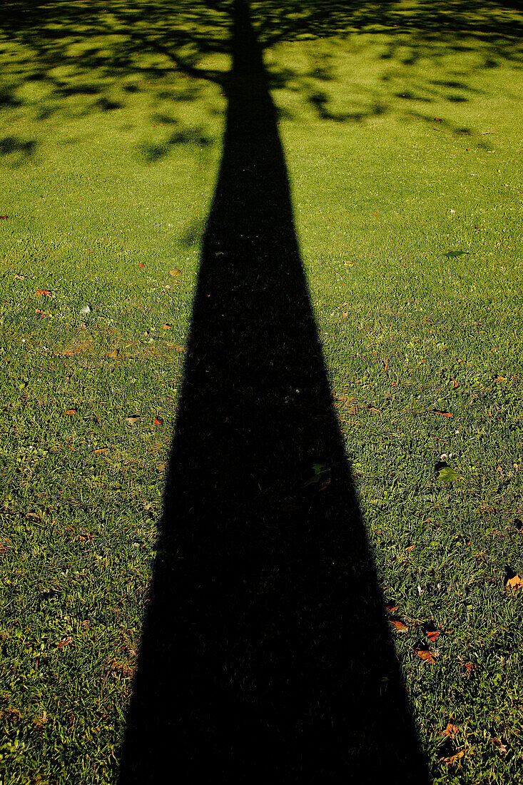 Shadow of Large Tree on Green Grass