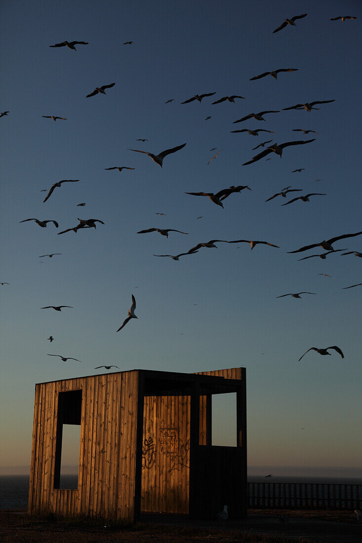 Modern Wood Structure Near Sea with Flying Seagulls at Sunset, La Coruna, Spain