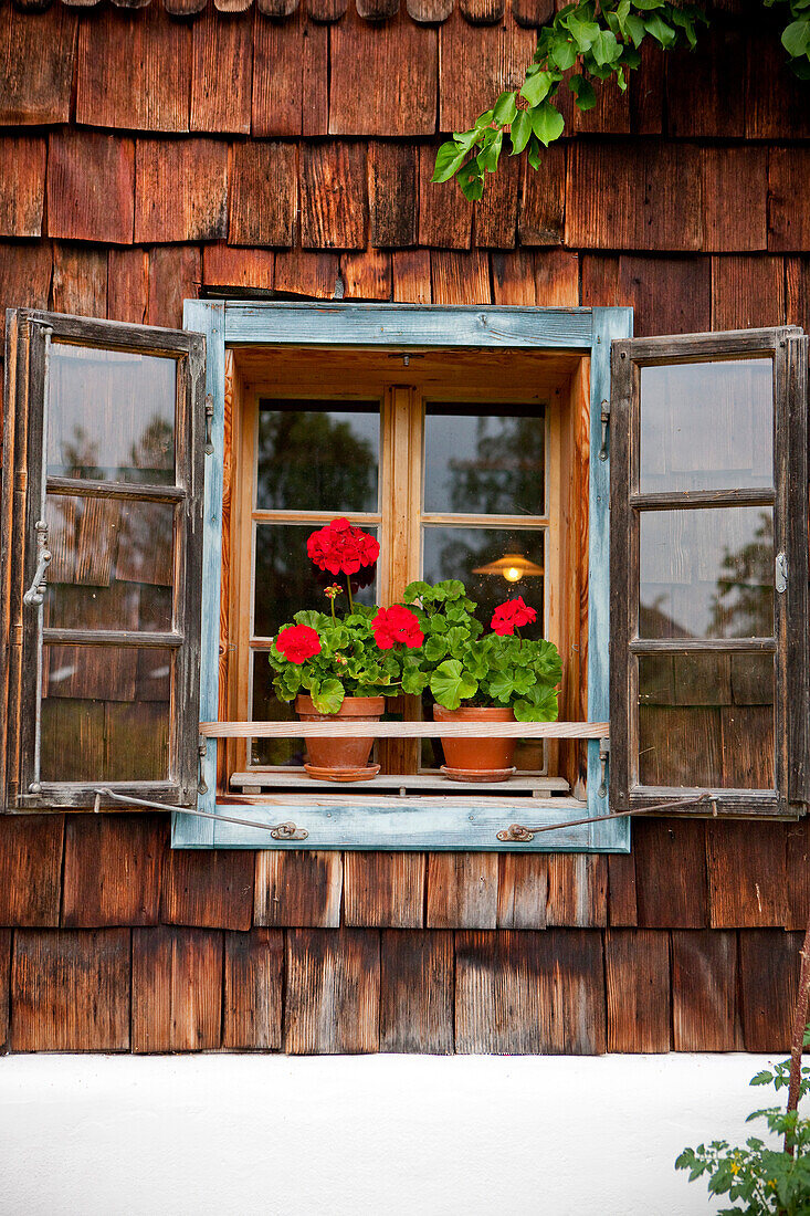 Fenster mit Geranien von einem Holzhaus, Steiermark, Österreich