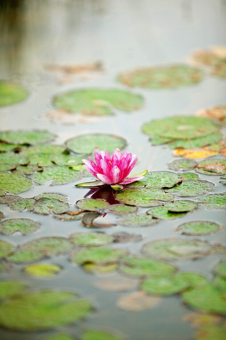 Water lily, Styria, Austria