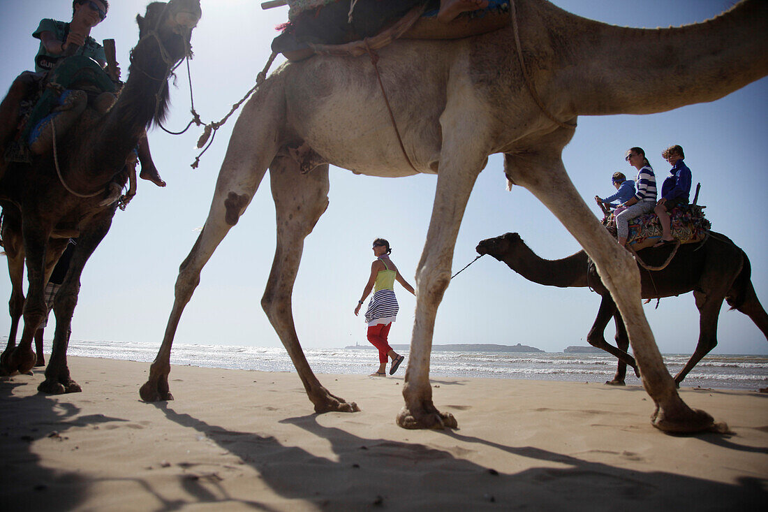 Dromedary riding at beach of Essaouira, Morocco