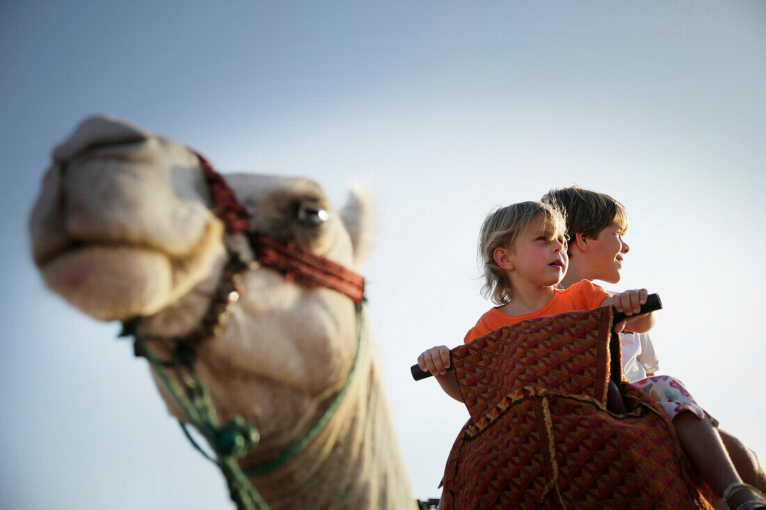 Two children riding a dromedary, Agadir, Morocco