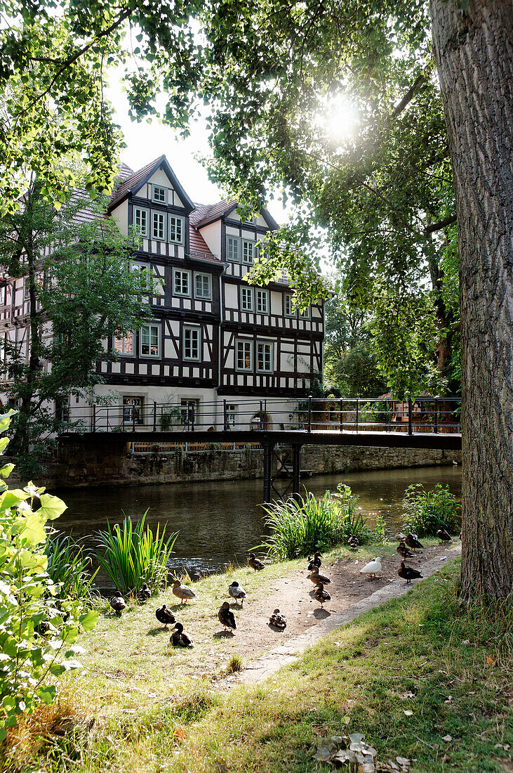 Haus zu den kleinen Füchsen und zum roten Hirsch, Huetergasse, Erfurt, Thuringia, Germany