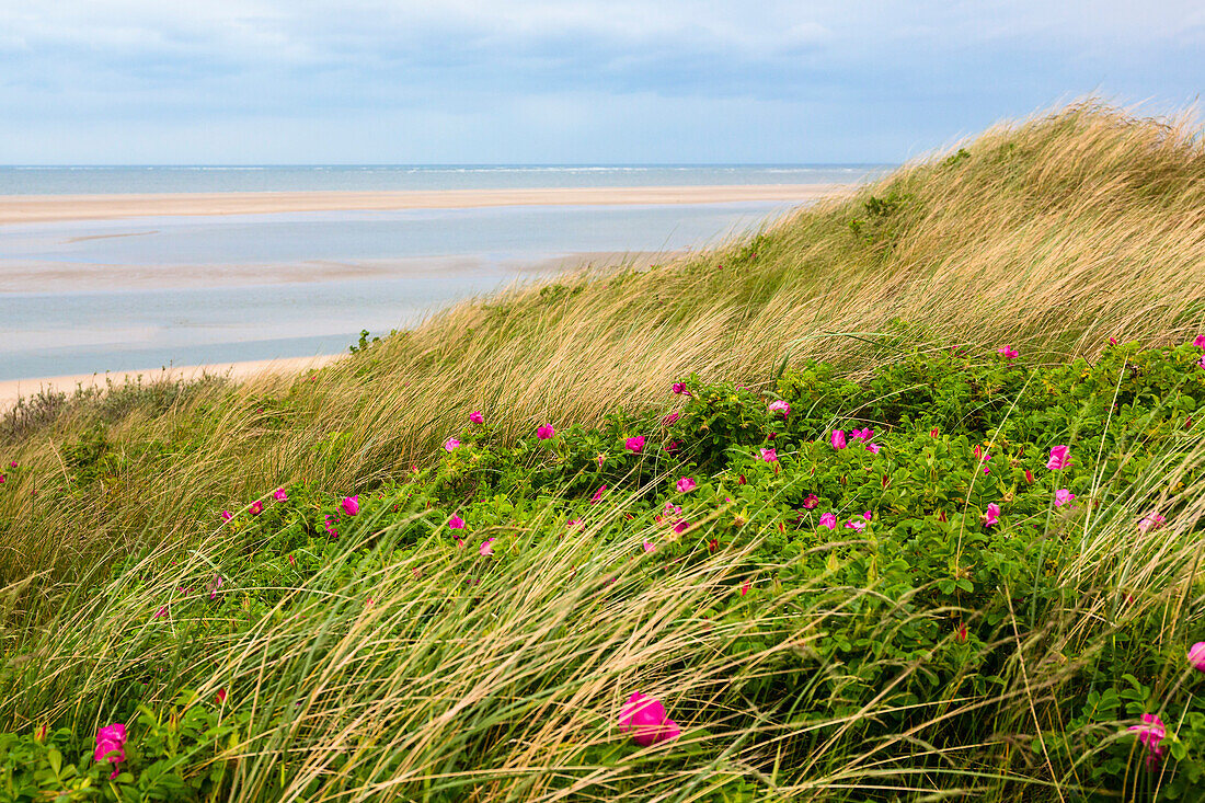 Dünen am Strand mit Kartoffelrosen, Rosa rugosa, Langeoog, Ostfriesische Inseln, Nationalpark Niedersächsisches Wattenmeer, Unesco Weltnaturerbe, Nordsee, Ostfriesland, Niedersachsen, Deutschland, Europa