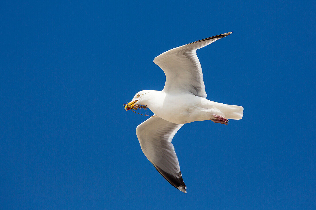 Silbermöwe mit Nistmaterial im Flug, Larus argentatus, Nordsee, Deutschland