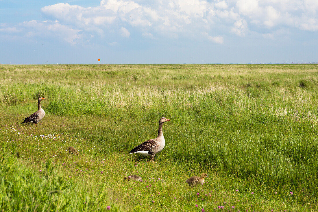 Graugänse mit Jungen, Anser anser, Langeoog, Ostfriesische Inseln, Nordsee, Ostfriesland, Nationalpark Niedersächsisches Wattenmeer, Unesco Weltnaturerbe, Niedersachsen, Deutschland, Europa