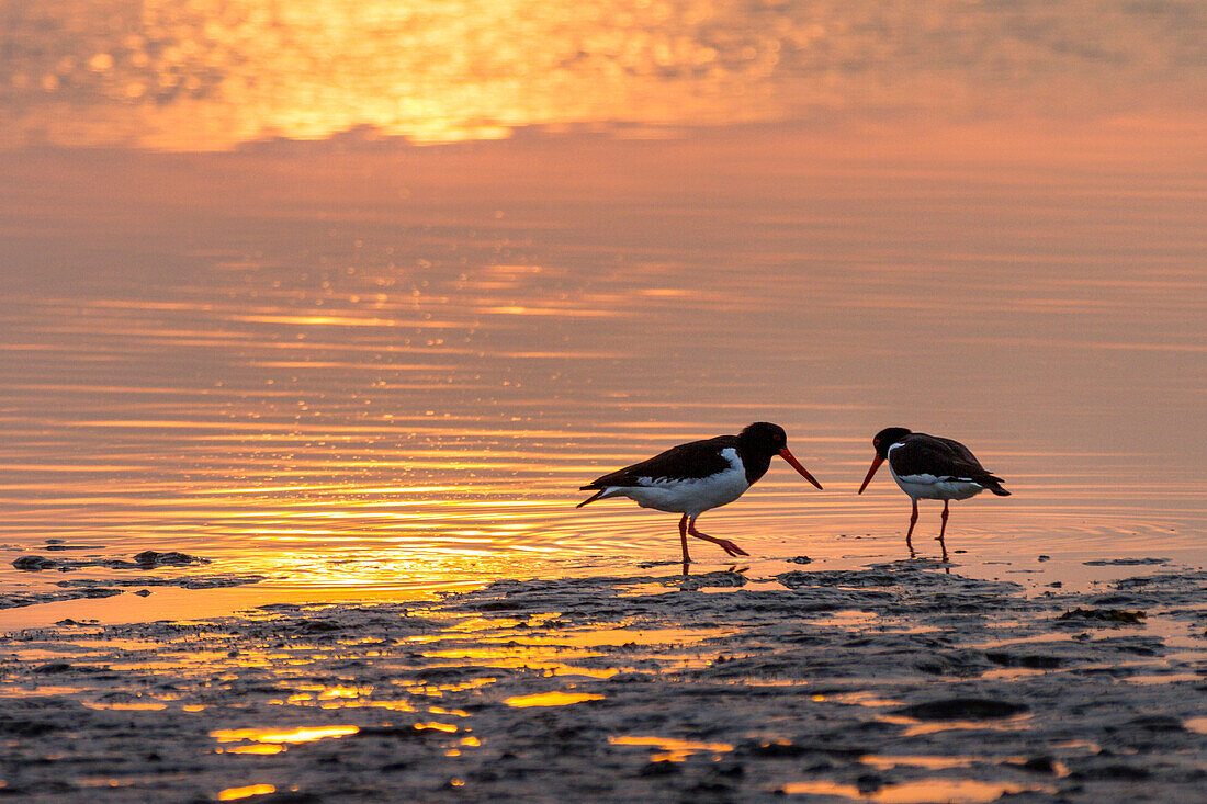 Austernfischer im Watt bei Sonnenuntergang, Haematopus ostralegus, Langeoog, Ostfriesische Inseln, Nordsee, Ostfriesland, Niedersachsen, Deutschland, Europa