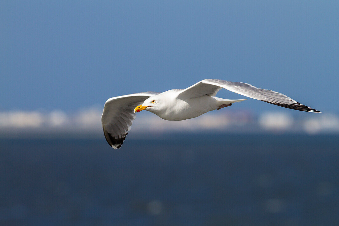 Herring gull in flight, Larus argentatus, North Sea, Germany