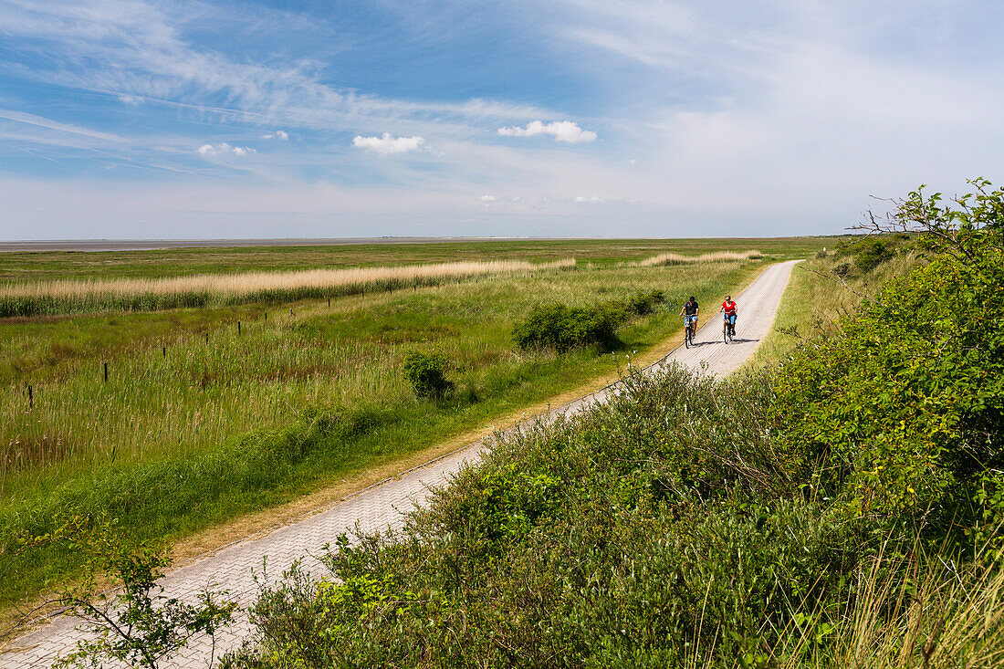 Cycle track along the dunes neat Loog, Juist Island, Nationalpark, North Sea, East Frisian Islands, East Frisia, Lower Saxony, Germany, Europe