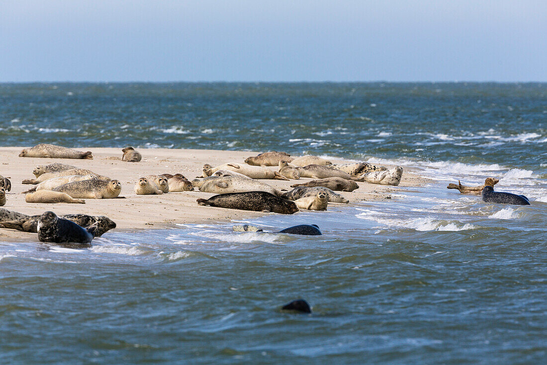 Common Seals and Grey Seals resting on mud-flats, Phoca vitulina, Halichoerus grypus, National Park, Unesco World Heritage Site, Eastfriesian Islands, North Sea, Germany, Europe
