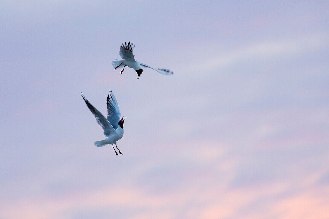 Lachmöwen streiten bei Sonnenuntergang, Larus ridibundus, Ostfriesische Inseln, Nationalpark Niedersächsisches Wattenmeer, Nordsee, Ostfriesland, Niedersachsen, Deutschland, Europa