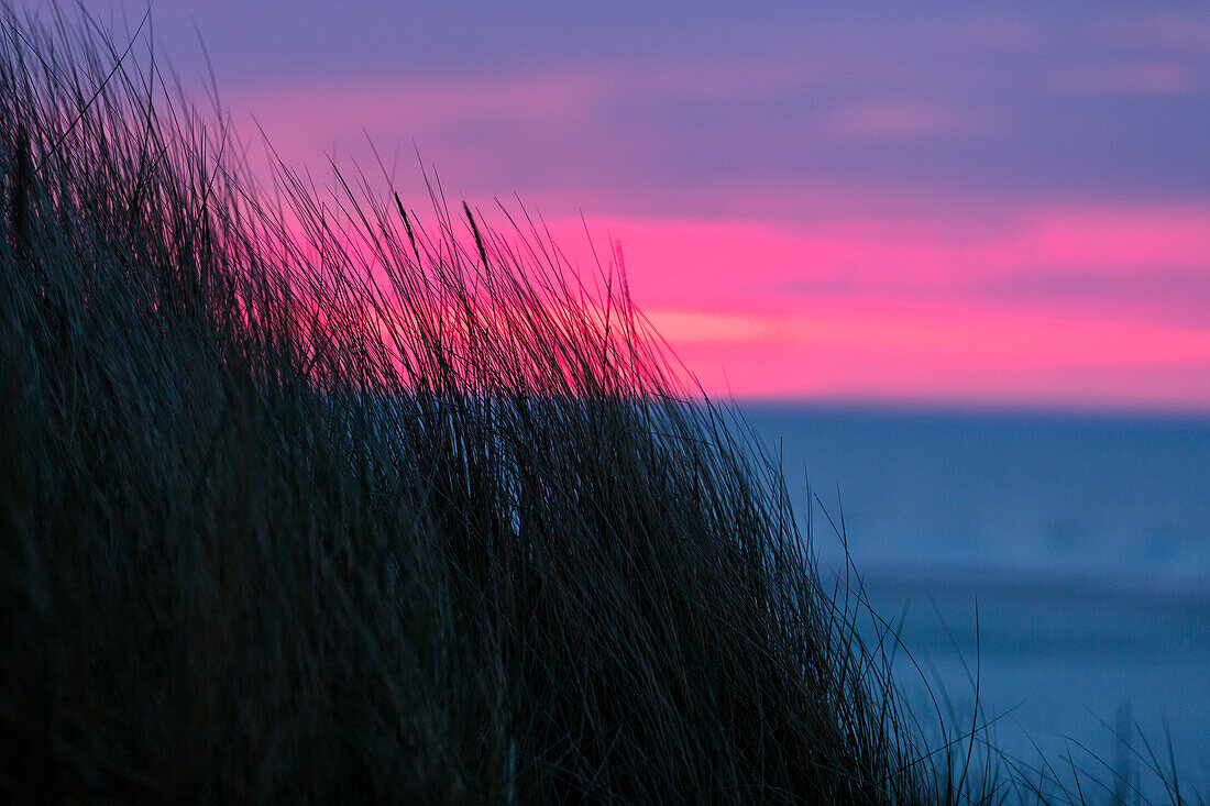 Düne mit Strandhafer bei Sonnenuntergang, Nordseeküste, Ostfriesische Inseln, Nationalpark Niedersächsisches Wattenmeer, Nordsee, Ostfriesland, Niedersachsen, Deutschland, Europa