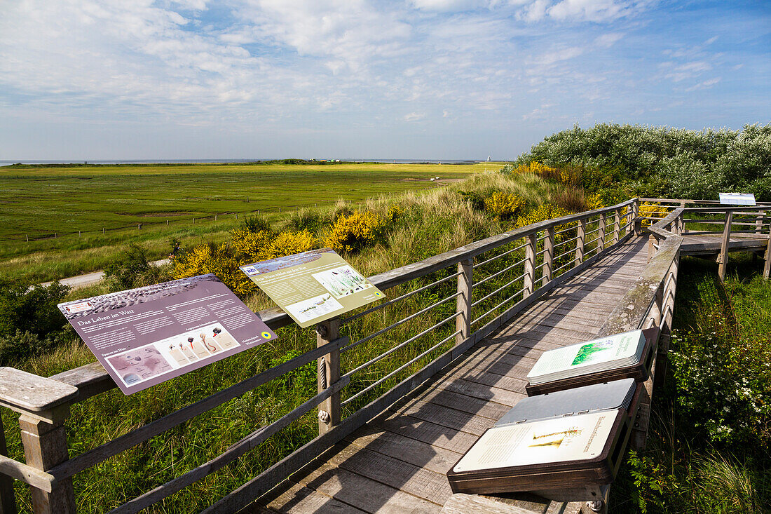 Otto Leege nature trail, Juist Island, Nationalpark, North Sea, East Frisian Islands, East Frisia, Lower Saxony, Germany, Europe