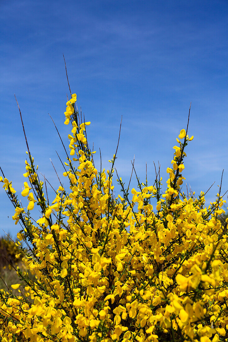 Besenginster, Cytisus scoparius, Juist, Ostfriesische Inseln, Nationalpark Niedersächsisches Wattenmeer, Nordsee, Ostfriesland, Niedersachsen, Deutschland, Europa