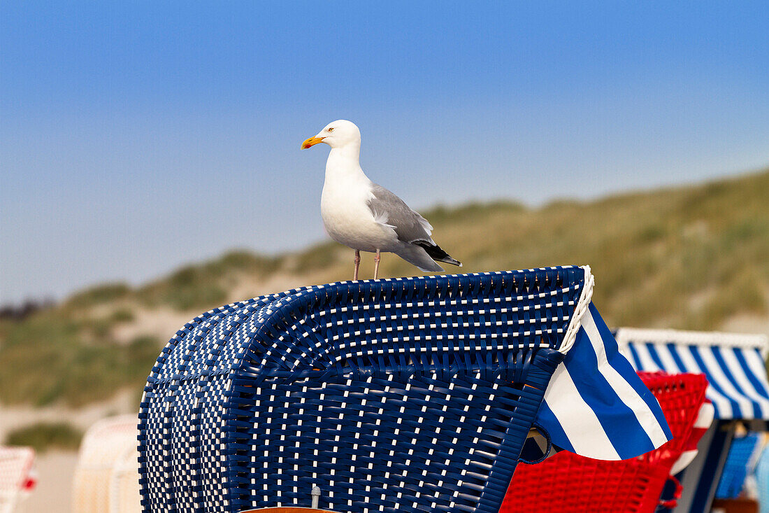 Silbermöwe auf Strandkorb, Larus argentatus, Nordsee, Deutschland