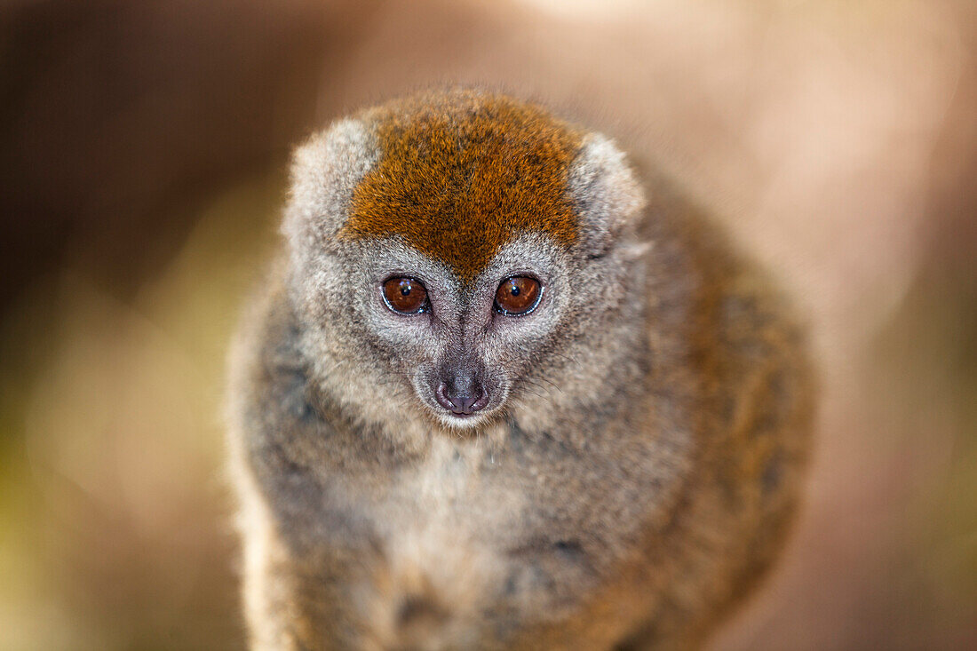 Grauer Bambuslemur, Hapalemur griseus, Madagaskar, Afrika