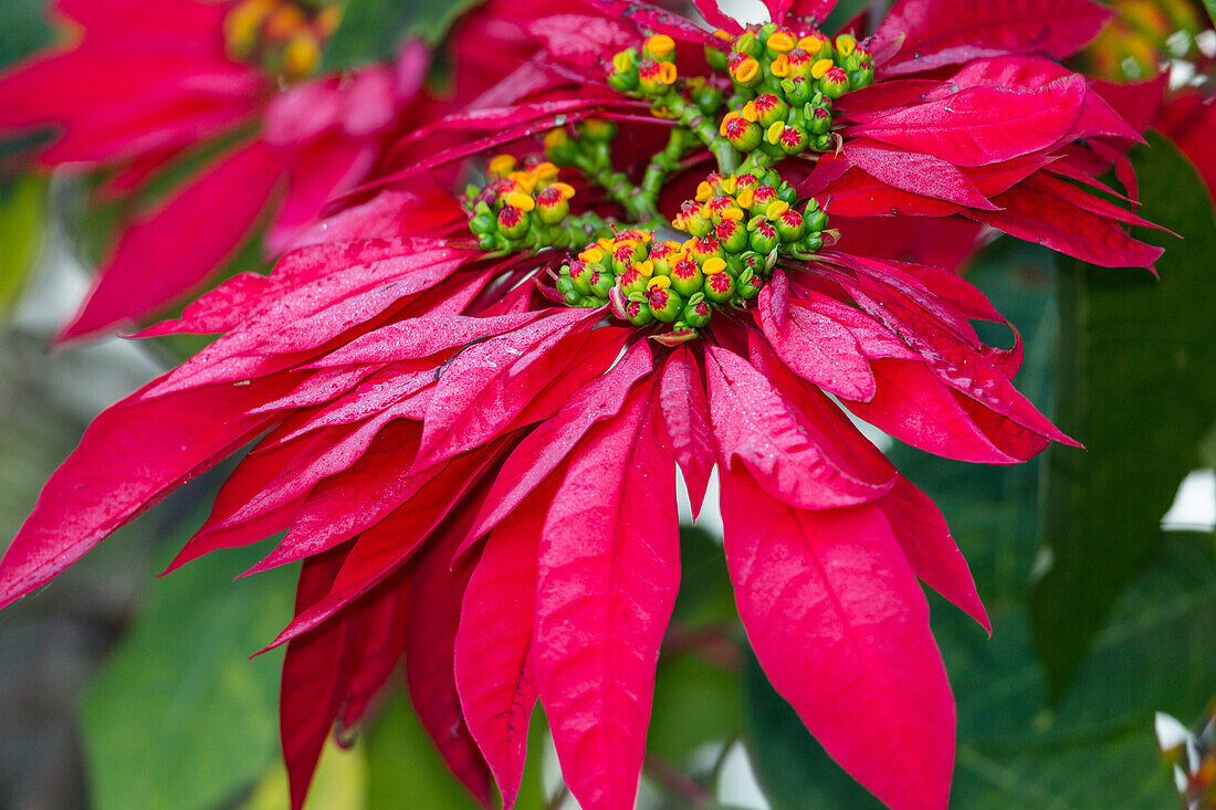 Poinsettia, Mexican Flame Tree, Euphorbia pulcherrima, Madagascar, Africa