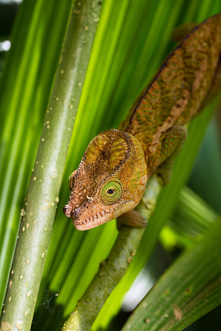 Parson's Chamaeleon, junges Männchen, Calumma parsonii, Perinet, Madagaskar, Afrika