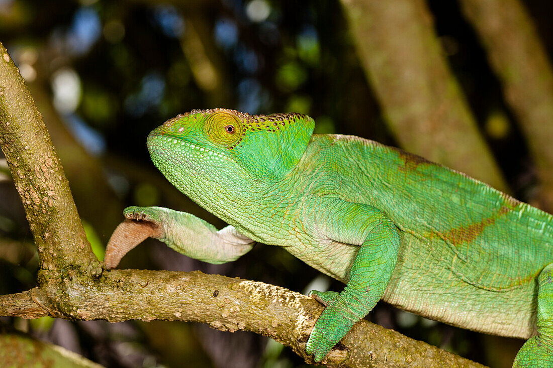 Parson's Chamaeleon, Weibchen, Calumma parsonii, Perinet, Madagaskar, Afrika