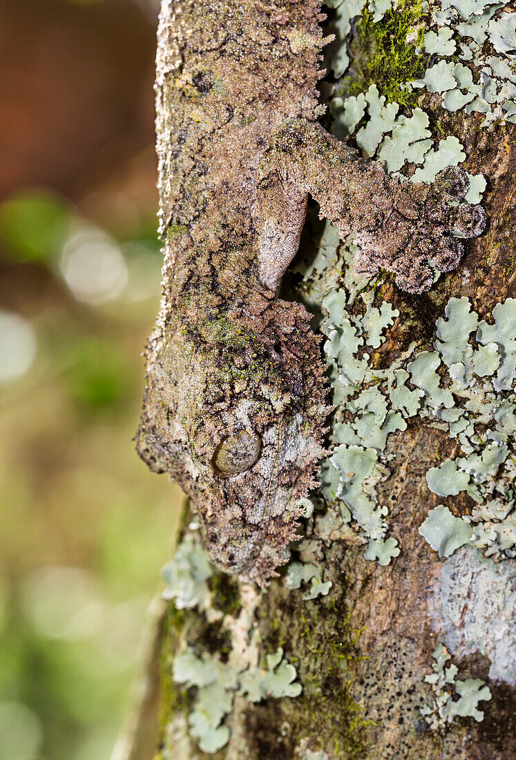 Mossy leaf-tailed gecko, camoflaged on the bark of a tree, Uroplatus sikorae, Andasibe, Madagascar, Africa, captive