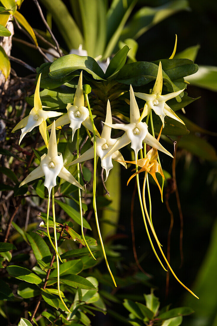 Orchid in rainforest, Star of Madagascar, Angraecum sesquipedale, East Madagascar, Madagascar, Africa