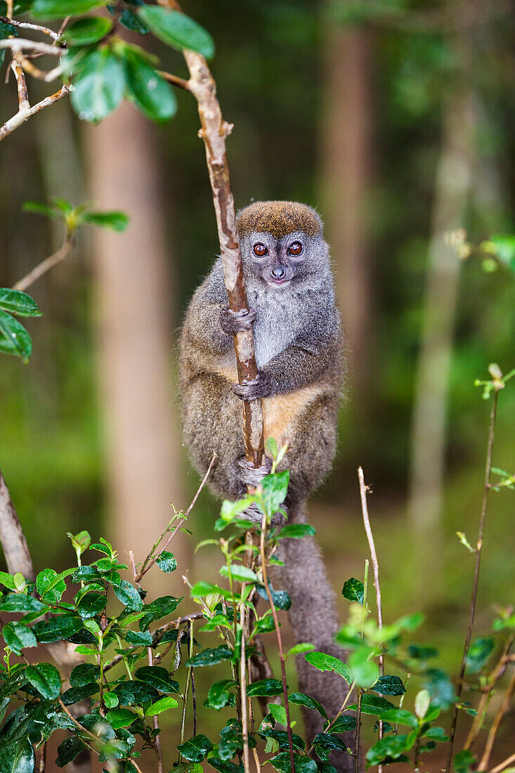 Grauer Bambuslemur, Hapalemur griseus, Andasibe Mantadia Nationalpark, Madagaskar, Afrika