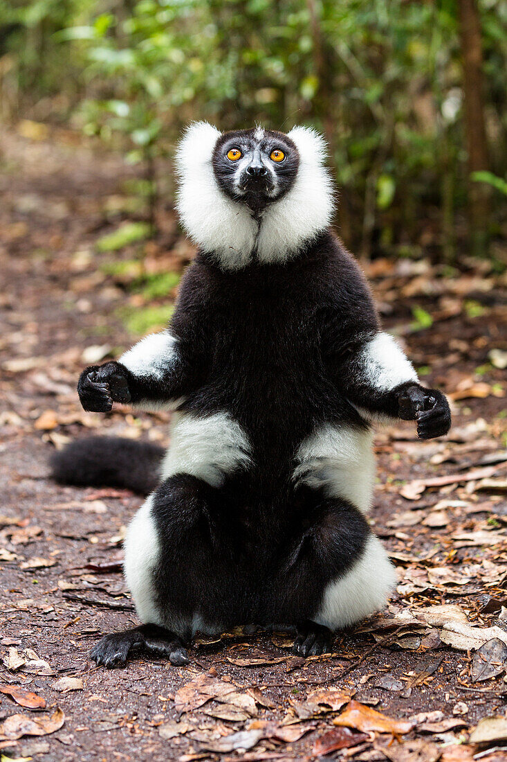 Black and white ruffed Lemur, Varecia variegata, East Madagascar, Madagascar, Africa