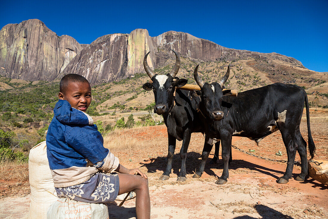 Boy with Zebus in front of the Tsaranoro Massif, highlands, South Madagascar, Africa