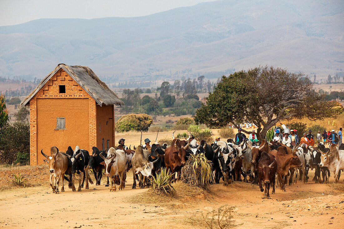 Zebu-Rinder im Hochland bei Ambalavao, Madagaskar, Afrika