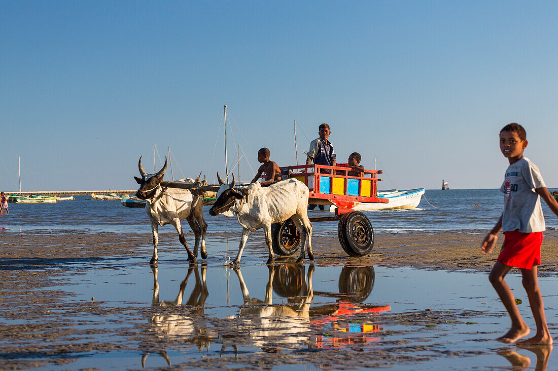 Oxcart pulled by zebus on the beach, Tulear, Madagascar, Africa