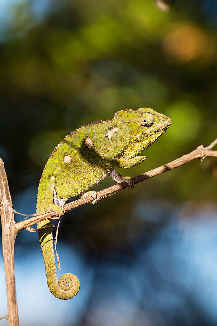 Warty chameleon, Furcifer verrucosus, Isalo National Park, Madagascar, Africa