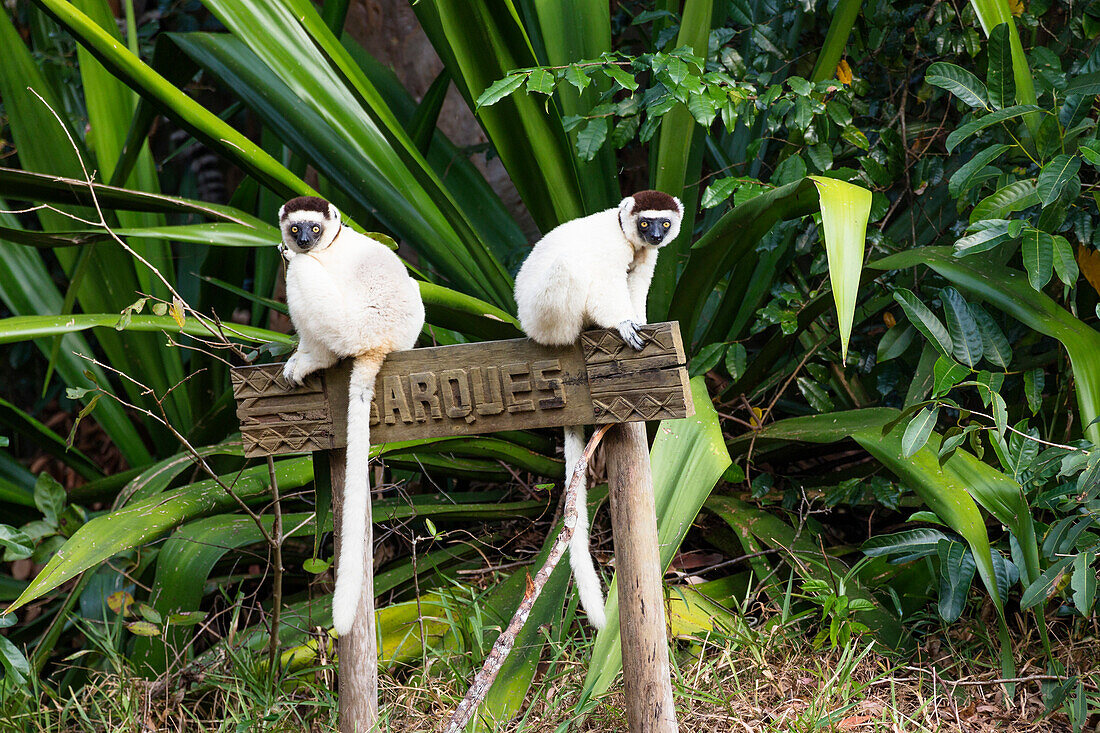 Verreaux Sifakas, Propithecus verreauxi, Nahampoana Reserve, South Madagascar, Madagascar, Africa