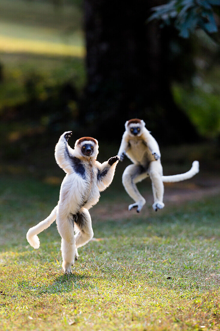 Verreaux Sifakas hopping and jumping, Propithecus verreauxi, Nahampoana Reserve, South Madagascar, Africa