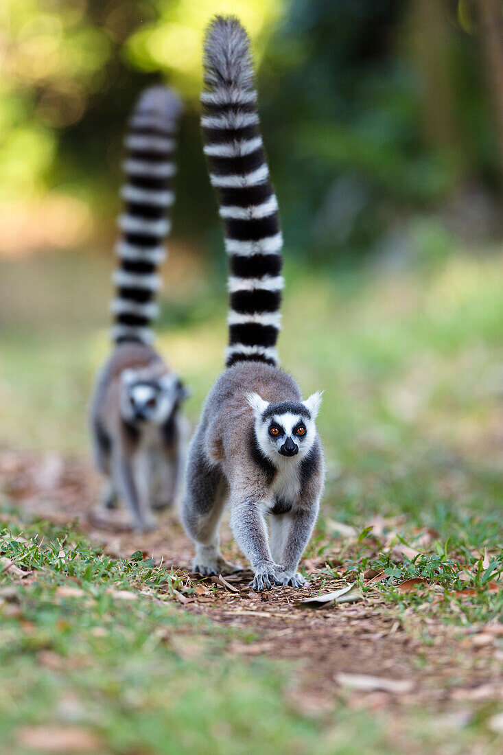 Ringtailed Lemurs walking, Lemur catta, Nahampoana Reserve, South Madagascar, Africa