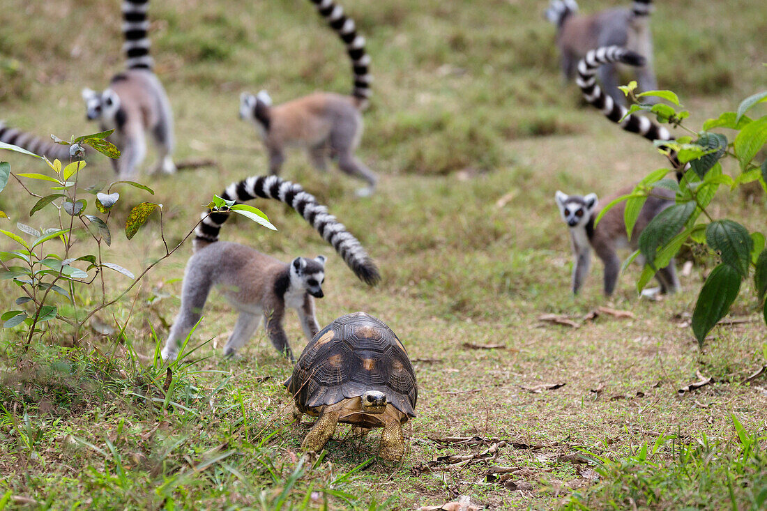 Schildkröte und Kattas, Lemur catta, Nahampoana Reservat, Süd-Madagaskar, Afrika