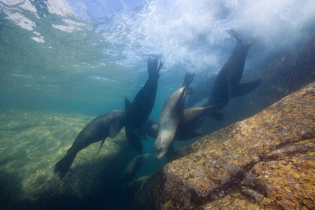 Kalifornische Seeloewen, Zalophus californianus, Cabo Pulmo Nationalpark, Baja California Sur, Mexiko