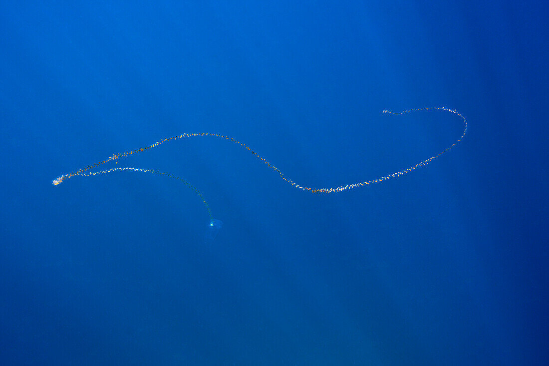 Chain of Salps, Salpa sp., Cabo Pulmo Marine National Park, Baja California Sur, Mexico