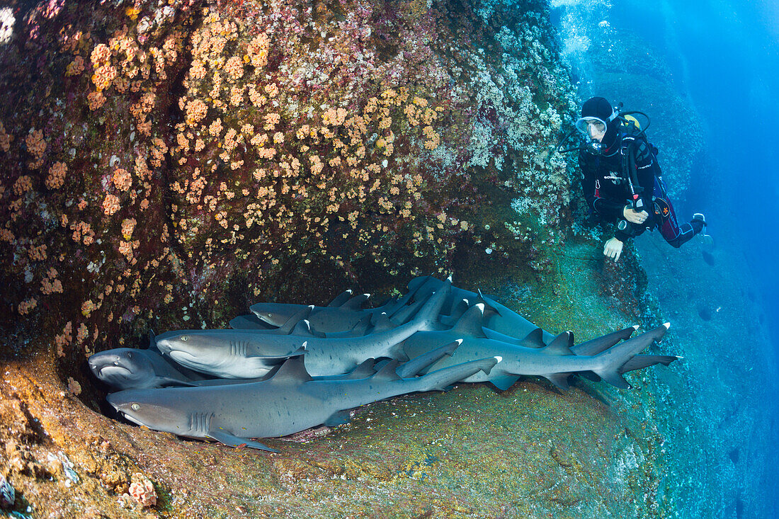 Whitetip Reef Shark resting in Cave, Triaenodon obesus, Roca Partida, Revillagigedo Islands, Mexico